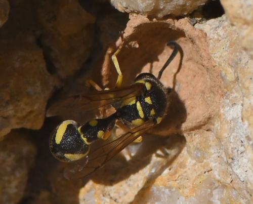 Eumenes sp.